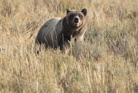 Hiker Assaulted by Bear in Wilderness Area Flown to Hospital
